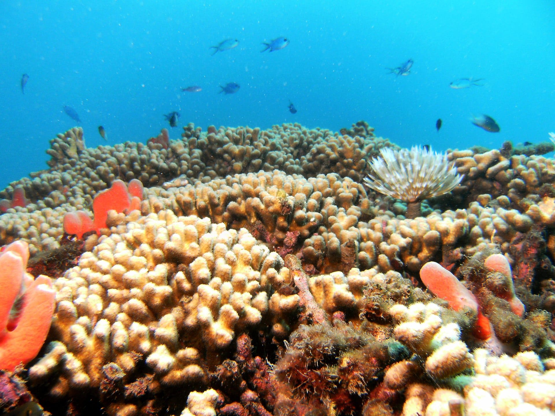 Buceo en El Rodadero: descubre el paraíso submarino de Santa Marta